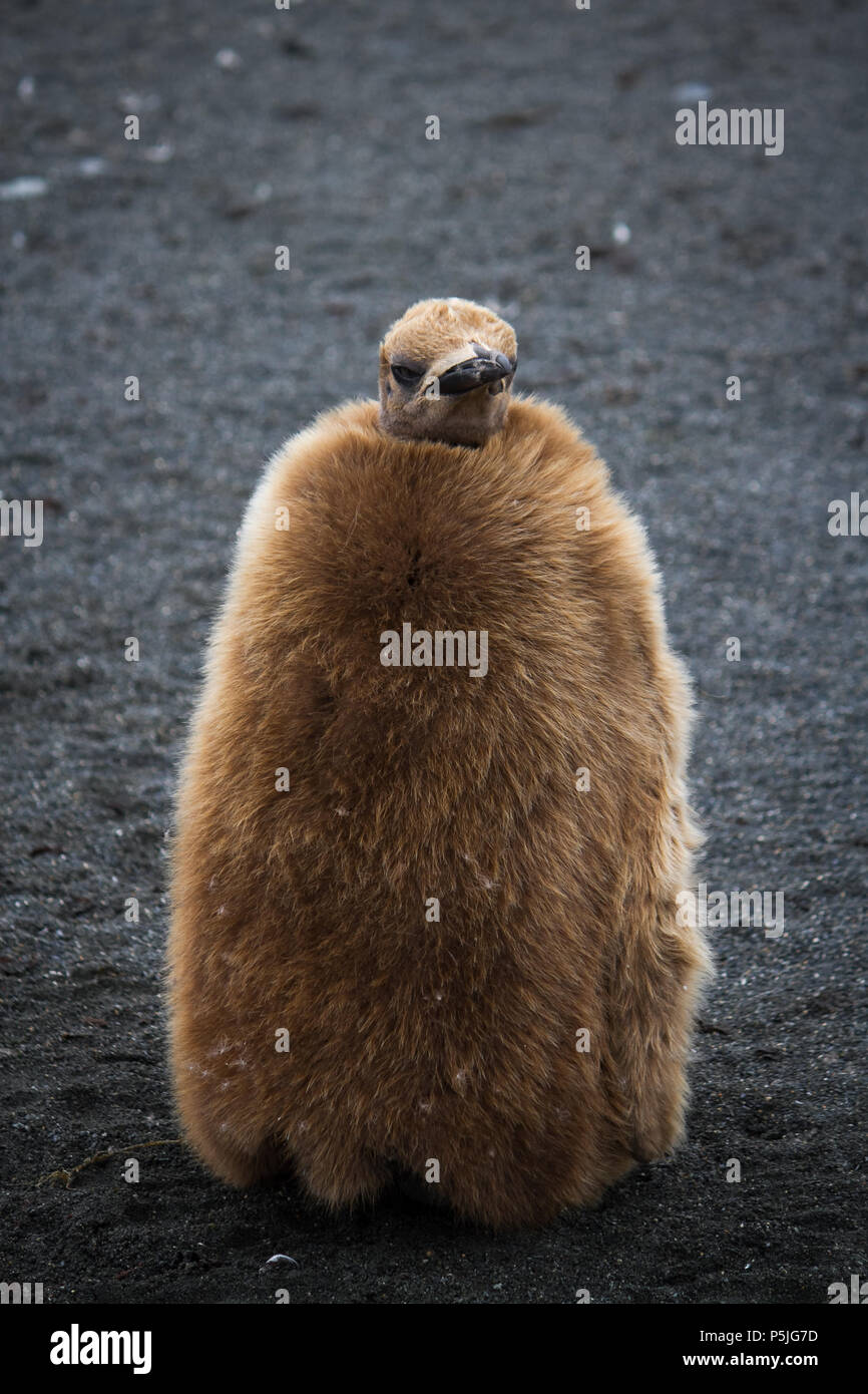 King Penguin chick with fluffy brown down feathers on black sand beach Stock Photo