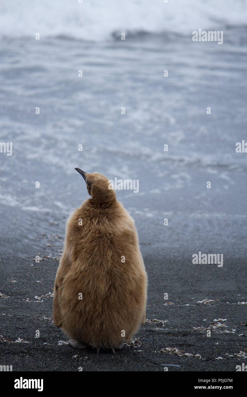 King Penguin chick with fluffy brown down feathers on black sand beach Stock Photo