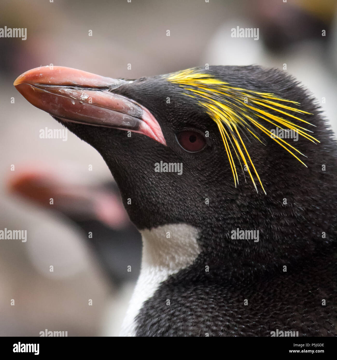 Macaroni Penguin Portrait Stock Photo Alamy