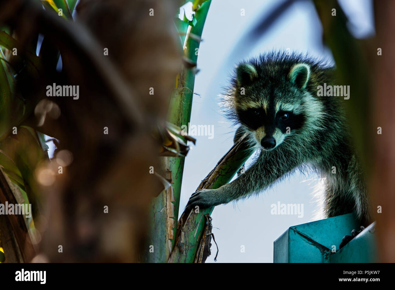 Raccoon Climbing Down From Roof Stock Photo Alamy