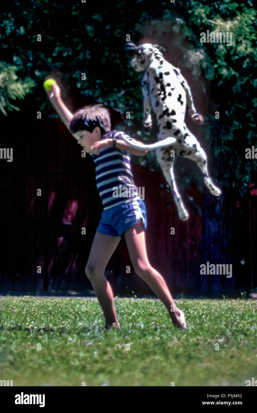 Boy trying to keep ball from leaping Dalmatian dog during play  Playing keep away MR Myrleen Pearson.   Ferguson Cate Stock Photo