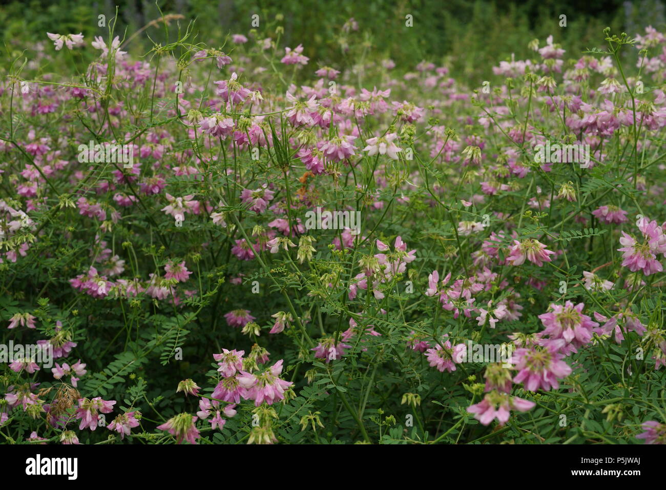 Securigera varia hi-res stock photography and images - Alamy