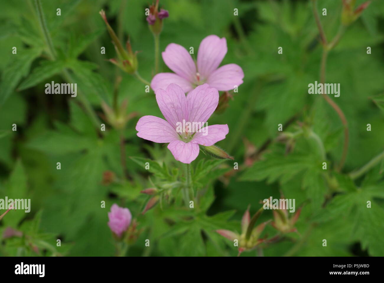 Geranium Endressii Endress Cranesbill Basken Storchschnabel