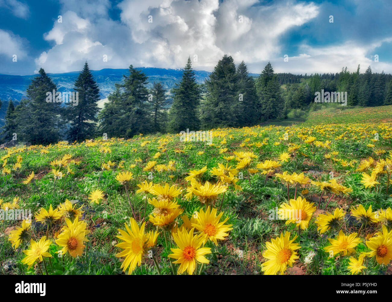 Yellow daisy like flowers at Hell's Canyon. Oregon Stock Photo Alamy