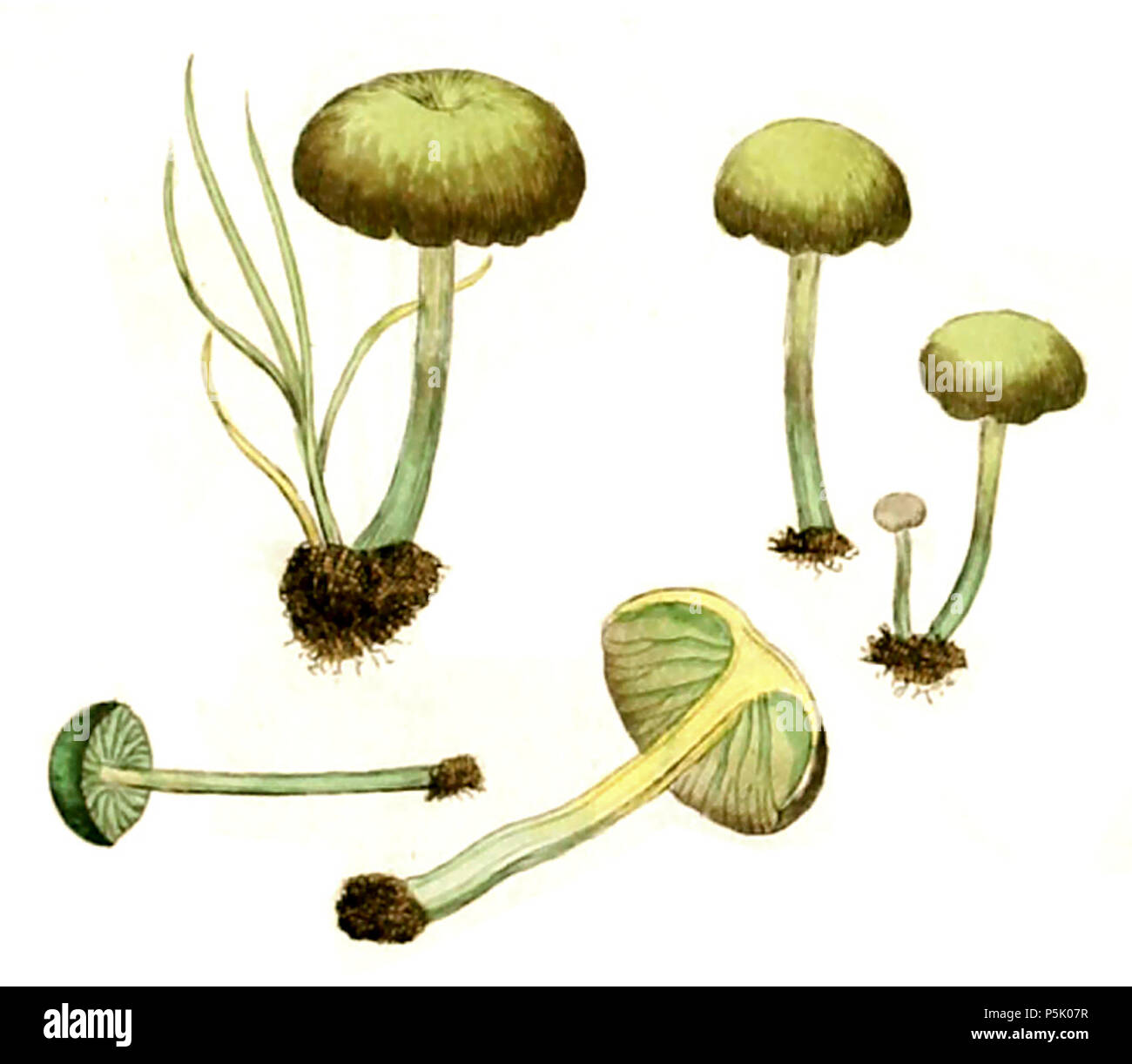 N/A. English: Mousepee Pinkgill (Entoloma incanum) Deutsch: Braungrüner Zärtling (Entoloma incanum) . 1797.   James Sowerby  (1757–1822)      Alternative names Sowerby  Description illustrator, naturalist and publisher father of James de Carle Sowerby, father of George Brettingham Sowerby I  Date of birth/death 21 March 1757 25 October 1822  Location of birth/death Lambeth, London, England Lambeth, London, England  Work location London, England  Authority control  : Q1235813 VIAF:61879779 ISNI:0000 0000 8141 5785 ULAN:500128681 LCCN:n86854905 NLA:36199719 WorldCat 26 1797 Coloured Figures of E Stock Photo