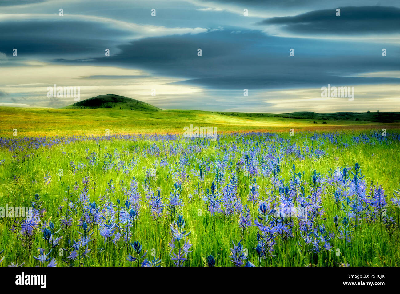 Camas and prairie with storm clouds. Zumwalt Prairie Preserve. Oregon. Stock Photo