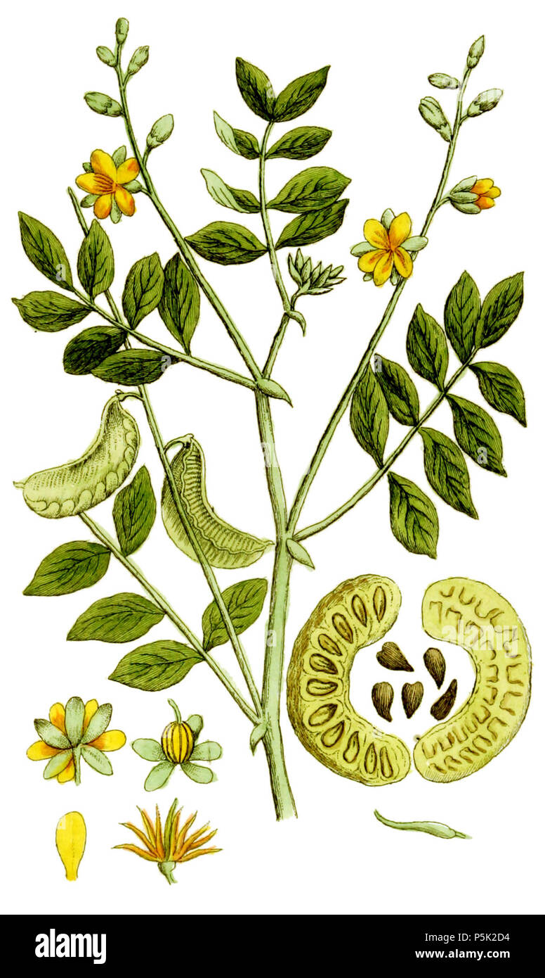 N/A. Senna alexandrina (= Cassia senna). Tab. 80 . 1813. Adolphus Ypey 281 Cassia senna Ypey80-cropped Stock Photo
