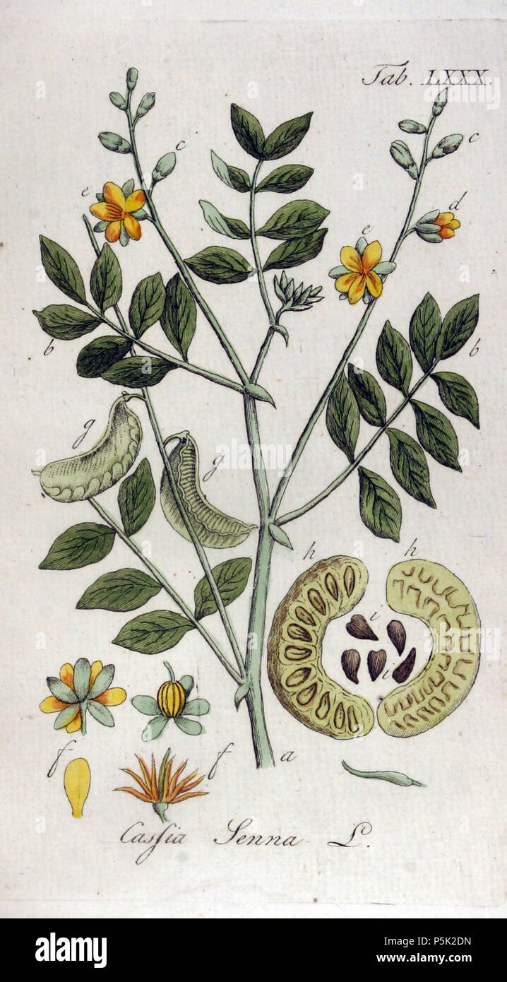 N/A. Senna alexandrina (= Cassia senna). Tab. 80 . 1813. Adolphus Ypey 281 Cassia senna Ypey80-original Stock Photo