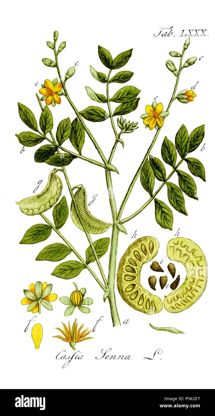N/A. Senna alexandrina (= Cassia senna). Tab. 80 . 1813. Adolphus Ypey 281 Cassia senna Ypey80 Stock Photo