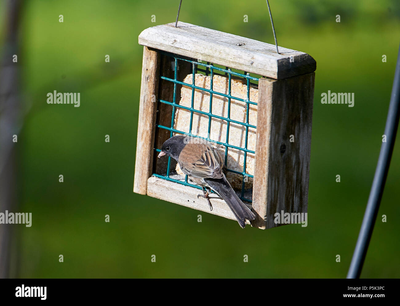Suet feeder hires stock photography and images Alamy