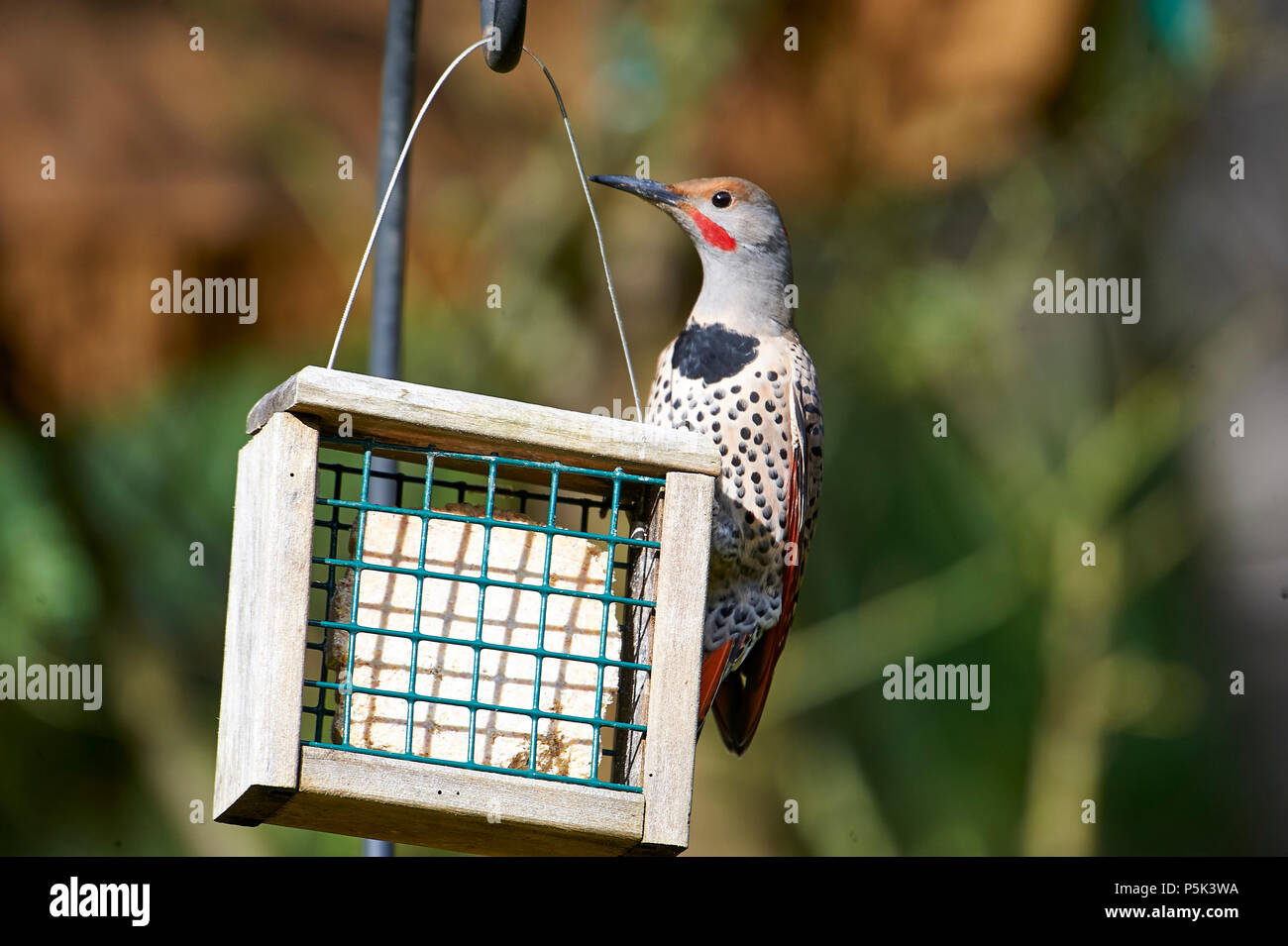 Suet feeder hires stock photography and images Alamy