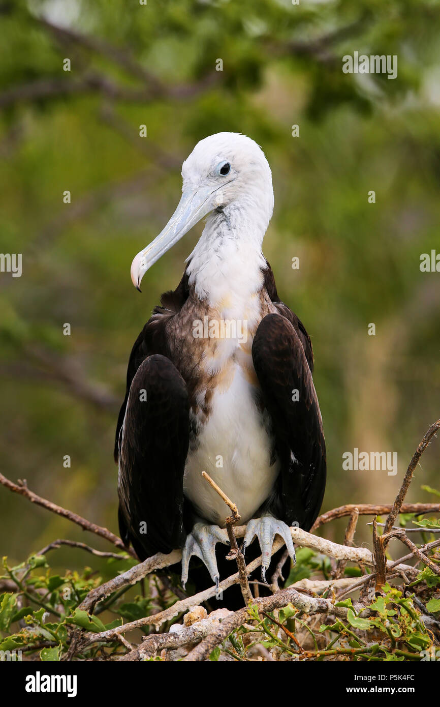 Baby Magnificent Frigatebird (Fregata magnificens) sitting on a tree on North Seymour Island, Galapagos National Park, Ecuador Stock Photo