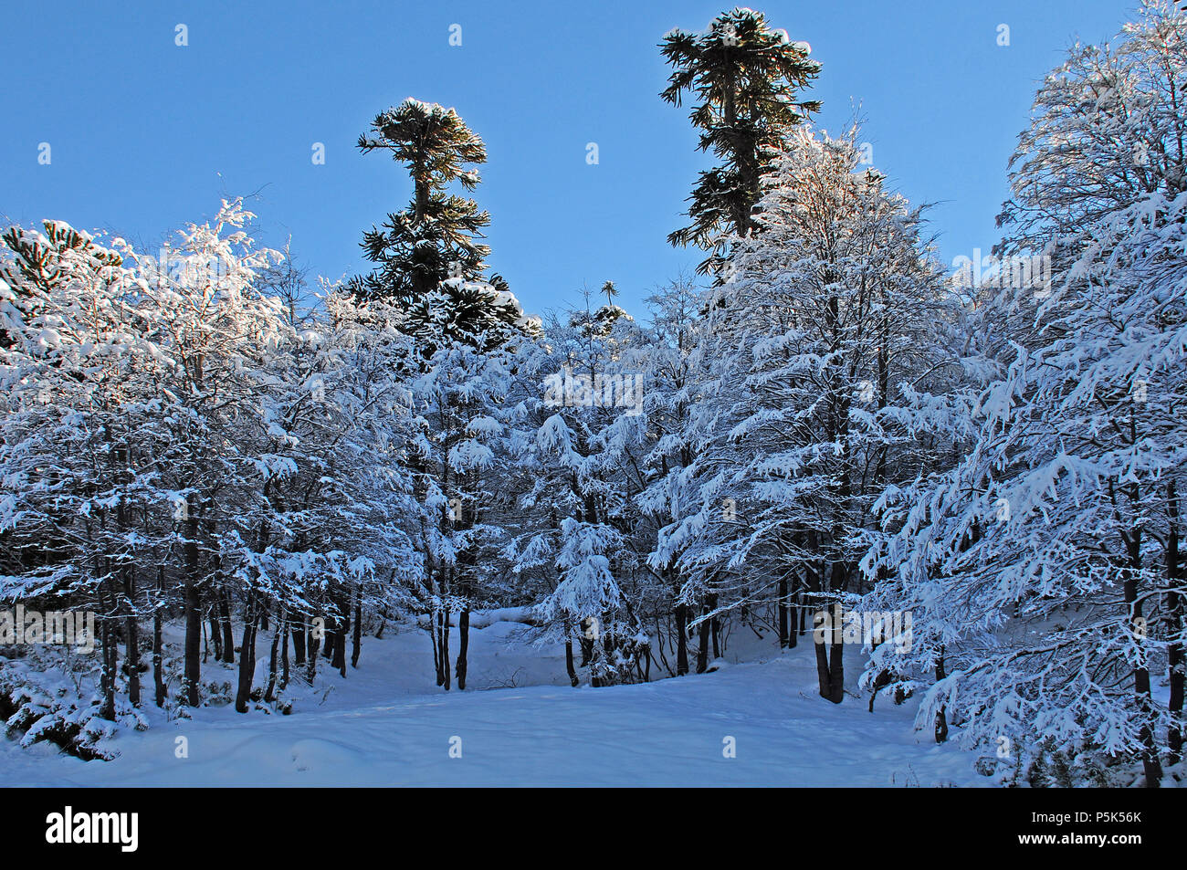 Alto biobio hi-res stock photography and images - Alamy