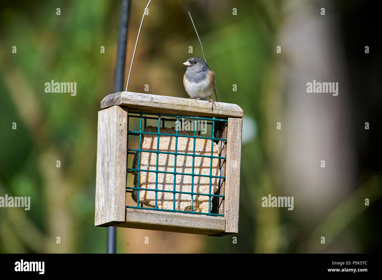 Junco at feeder hires stock photography and images Alamy