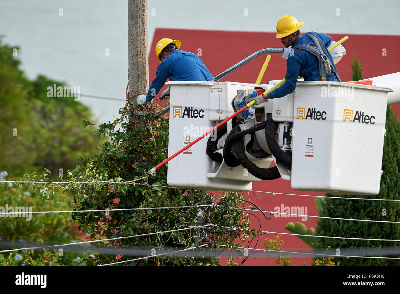 Electricity workers clear vines growing up power poles and causing short circuits and power outages -  San Juan Cosala, Jalisco, Mexico Stock Photo