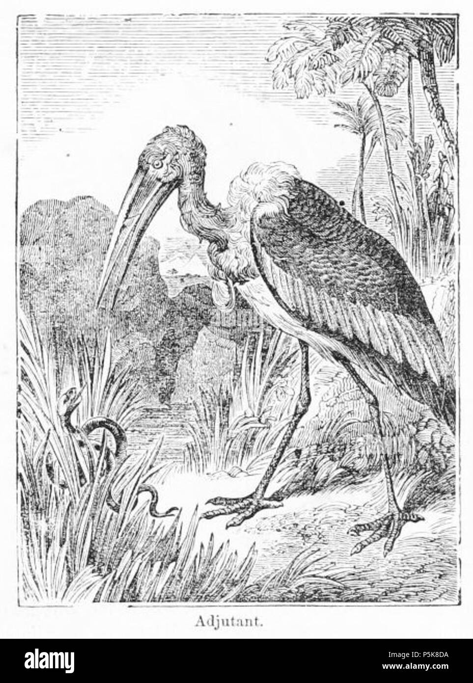 N/A. English: An adjutant stork, Leptoptilos dubius . 1855. Frost, John, 1800-1859 61 AdjutantGrandIllustratedEncyclopedia Stock Photo
