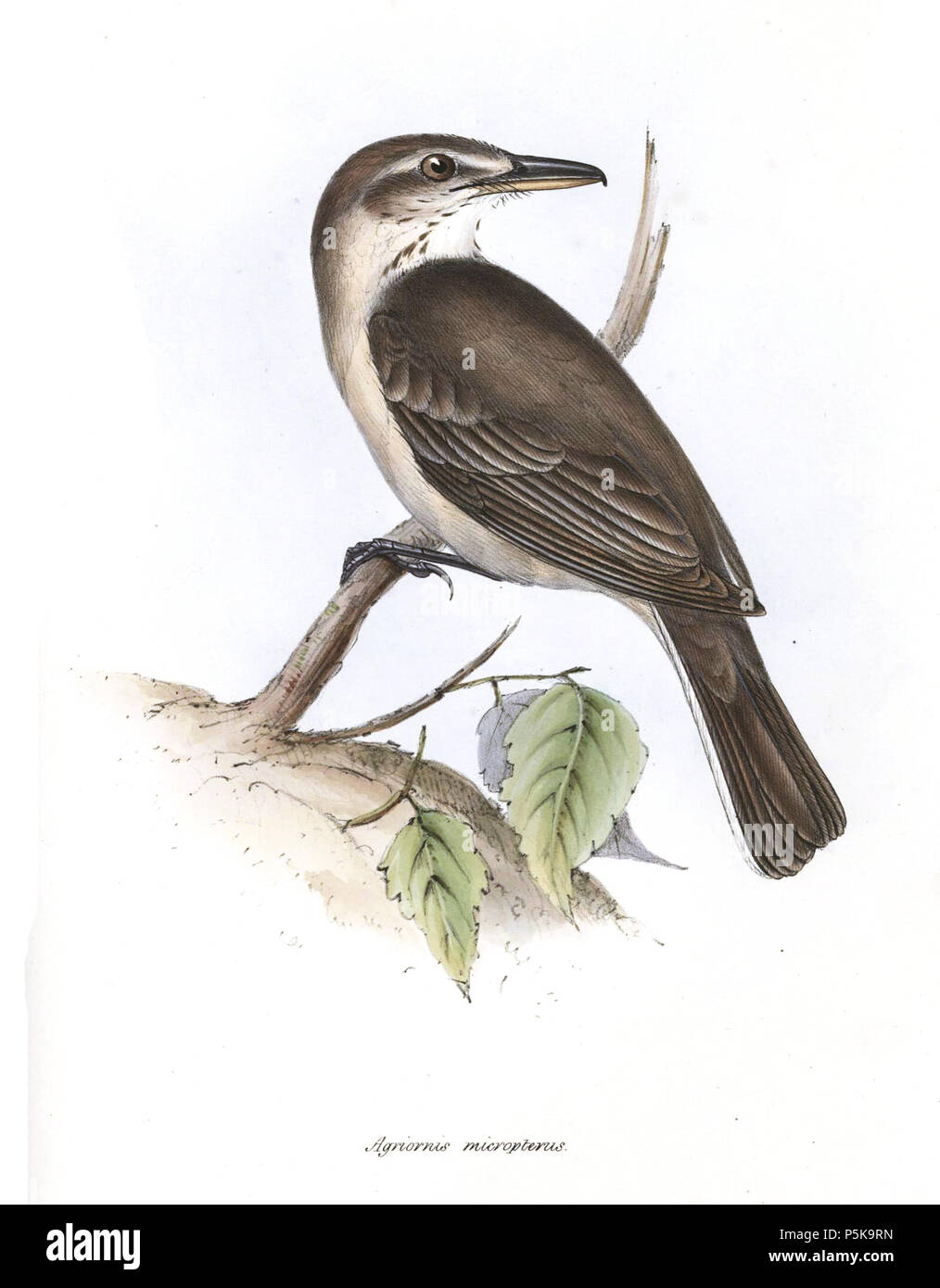 N/A. Grey-bellied Shrike-tyrant (Agriornis micropterus) . 1839.   John Gould  (1804–1881)      Alternative names Gould  Description British zoologist  Date of birth/death 14 September 1804 2 March 1881  Location of birth/death Lyme Regis London  Authority control  : Q313787 VIAF:29597222 ISNI:0000 0001 2125 9888 ULAN:500006638 LCCN:n79100355 NLA:35137514 WorldCat 69 Agriornis micropterus Stock Photo