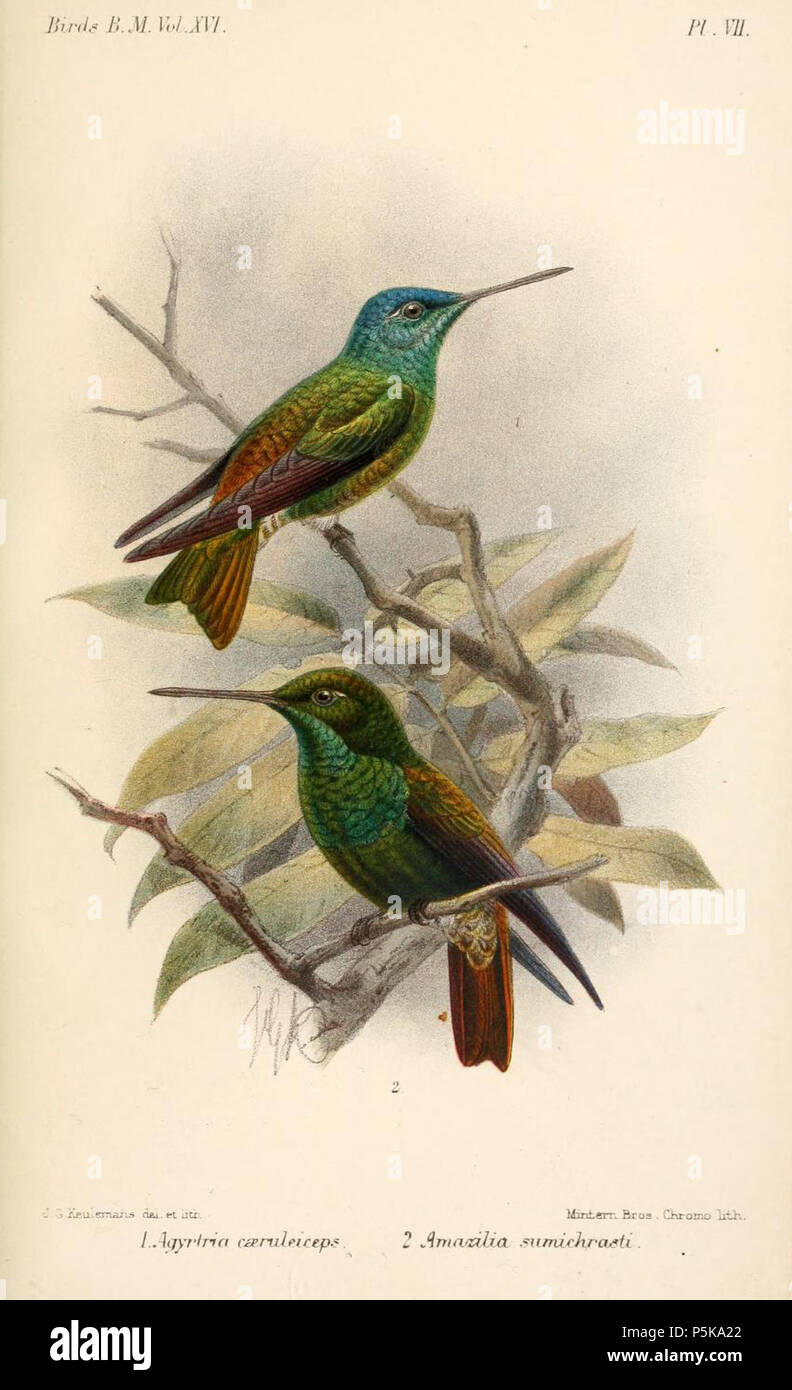 N/A. 1. (above) Agyrtria cæruliceps (Gould) = hybrid Amazilia versicolor milleri (Bourcier, 1847) × Chrysuronia oenone oenone (Lesson, 1832) 2. (below) Amazilia sumichrasti Salv. = Amazilia beryllina sumichrasti (Salvin, 1891) English: 'Blue-headed Emerald' = Versicolored Emerald × Golden-tailed Sapphire (above), Berylline Hummingbird (below) . 1892.   John Gerrard Keulemans  (1842–1912)      Alternative names Johannes Gerardus Keulemans; J. G. Keulemans  Description Dutch ornithologist and artist  Date of birth/death 8 June 1842 29 December 1912  Location of birth/death Rotterdam London  Auth Stock Photo
