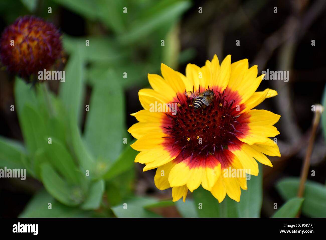 indian blanket with a bee Stock Photo