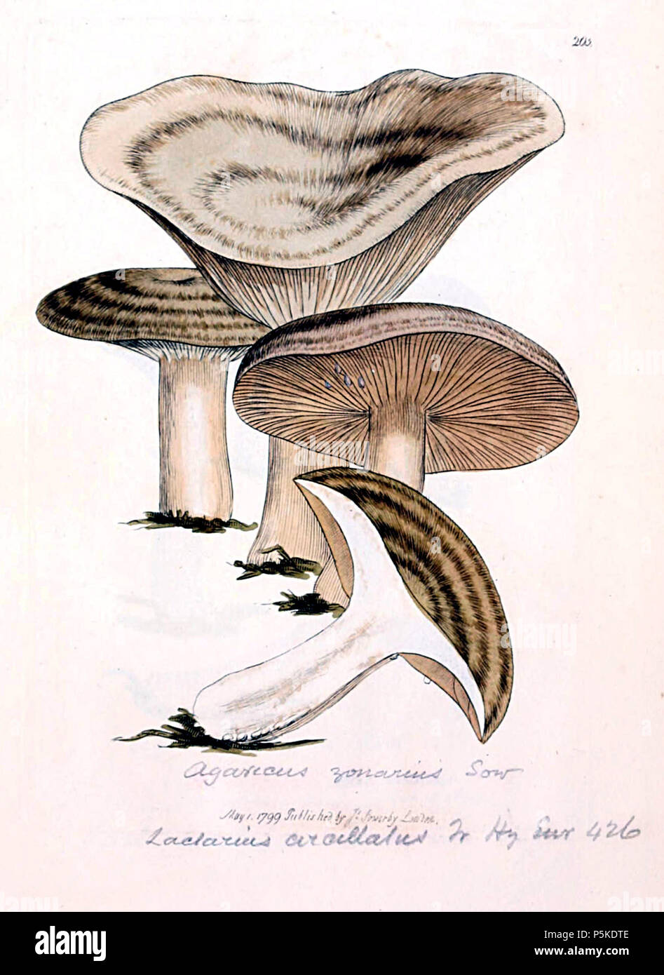 N/A. (1797) Coloured figures of English fungi or mushrooms Retrieved on January 25, 2013.  TAB. CCIII. AGARICUS ZONARIUS. With. 3 ed. v. 4. p. 193; AGARICUS FUSCUS. Schaeff. 285. MUCH like A. deliciosus, but constantly of a browner colour, and the lamellae in fets, not branching or anastomosing, somewhat rounding from the stem, varying from almost white to fuscous. The milk is conftantly very acrid. 1797.   James Sowerby  (1757–1822)      Alternative names Sowerby  Description illustrator, naturalist and publisher father of James de Carle Sowerby, father of George Brettingham Sowerby I  Date o Stock Photo