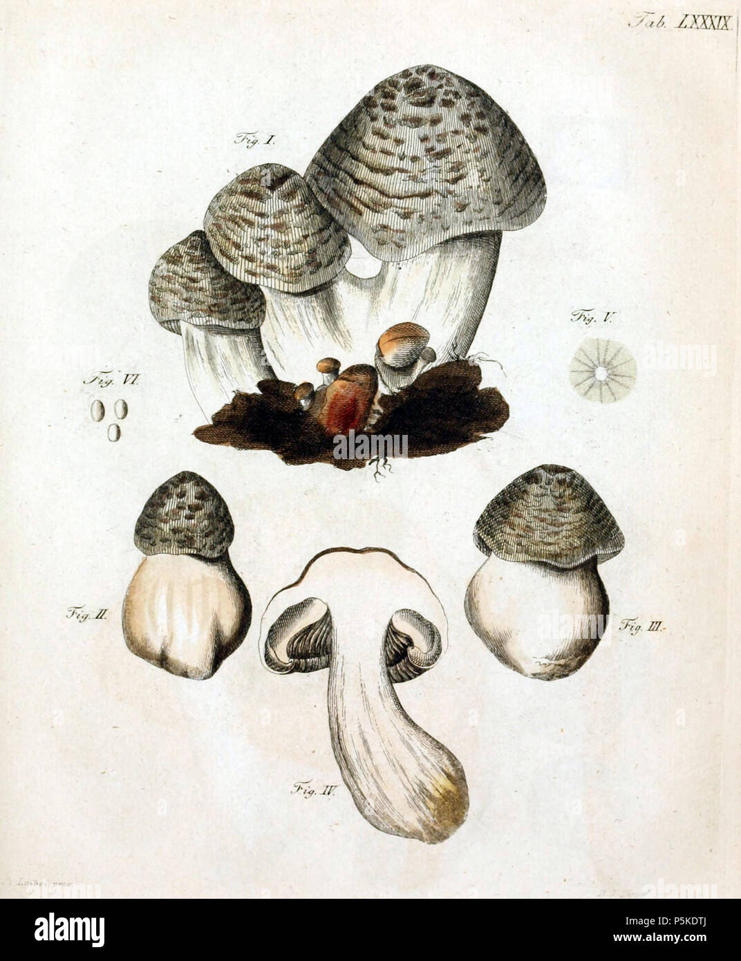 N/A. English: Illustration of the mushroom called Agaricus tigrinus by Jacob Christian Schäffer ; this illustration was later determined to be that of the species now known as Tricholoma pardinum (Pers.) Quél. 1762. Jacob Christian Schäffer 68 Agaricus tigrinus, Schaefer 1762 Stock Photo