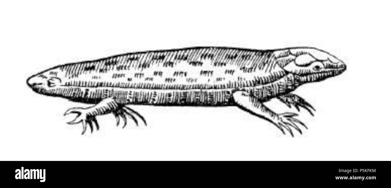 N/A. Two-headed lizard (amphisbaena). Note: this image is not found in the cited book (under any name), and the book's illustration of the Amphisbaena grevini[1] shows a different looking elongated reptile. 1640. Ulisse Aldrovandi (1522-1605) 78 Aldrov tatzelwurm Stock Photo
