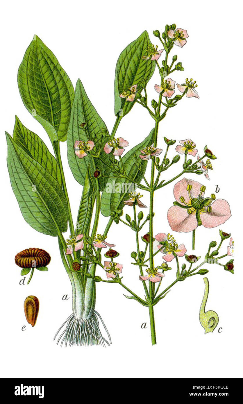 N/A. Alisma michaletii, Alismataceae Fig. 1 . 1796. Painted by Jacob Sturm 85 Alisma michaletii Sturm1 clean Stock Photo