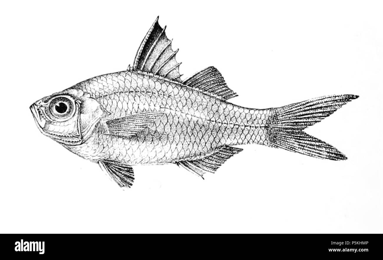 N/A. The species names / identity need verification. The original plates showed the fishes facing right and have have been flipped here. Ambassis gymnocephalus . 1878.   George Henry Ford  (1808–1876)    Alternative names G. H. Ford  Description artist  Date of birth/death 20 May 1808 1876  Location of birth/death Cape Colony London  Authority control  : Q17105498 VIAF:317102730 LCCN:n2015185868 WorldCat 92 Ambassis gymnocephalus Ford 15 Stock Photo
