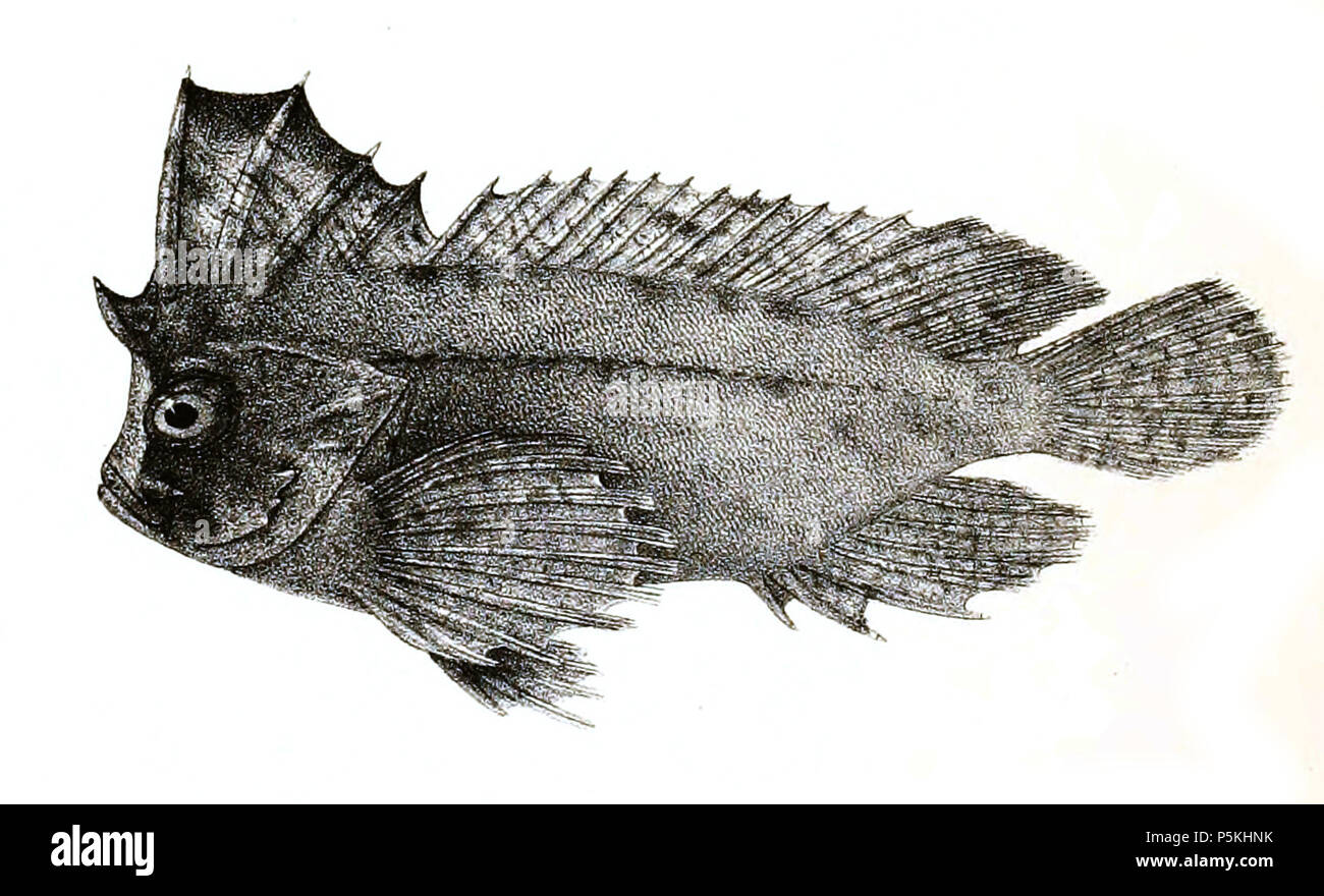 N/A. Ablabys taenianotus syn. Amblyapistus taenianotus The species names / identity need verification. The original plates showed the fishes facing right and have been flipped here. Amblyapistus taenianotus . 1878.   George Henry Ford  (1808–1876)    Alternative names G. H. Ford  Description artist  Date of birth/death 20 May 1808 1876  Location of birth/death Cape Colony London  Authority control  : Q17105498 VIAF:317102730 LCCN:n2015185868 WorldCat 92 Amblyapistus taenianotus Ford 38 Stock Photo