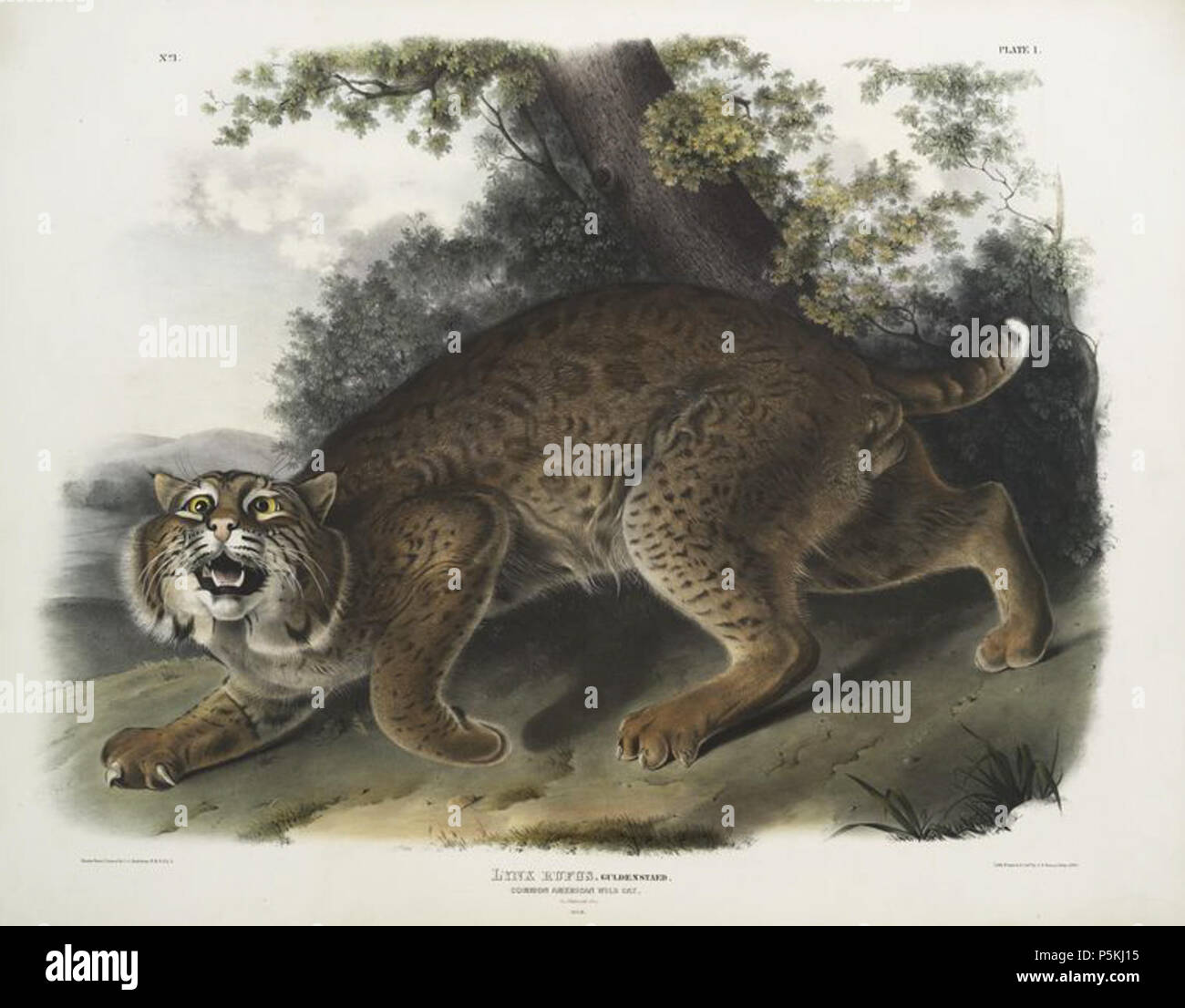 N/A. English: A male Bobcat (Lynx rufus). Plate from The viviparous quadrupeds of North America. Français : Une planche du The viviparous quadrupeds of North America représentant un lynx roux mâle. between 1845 and 1848.   John James Audubon  (1785–1851)       Alternative names Birth name: Jean-Jacques-Fougère Audubon  Description American ornithologist, naturalist, hunter and painter  Date of birth/death 26 April 1785 27 January 1851  Location of birth/death Les Cayes (Haiti) New York City  Work location Louisville, New Orleans, New York City, Florida  Authority control  : Q182882 VIAF:147656 Stock Photo