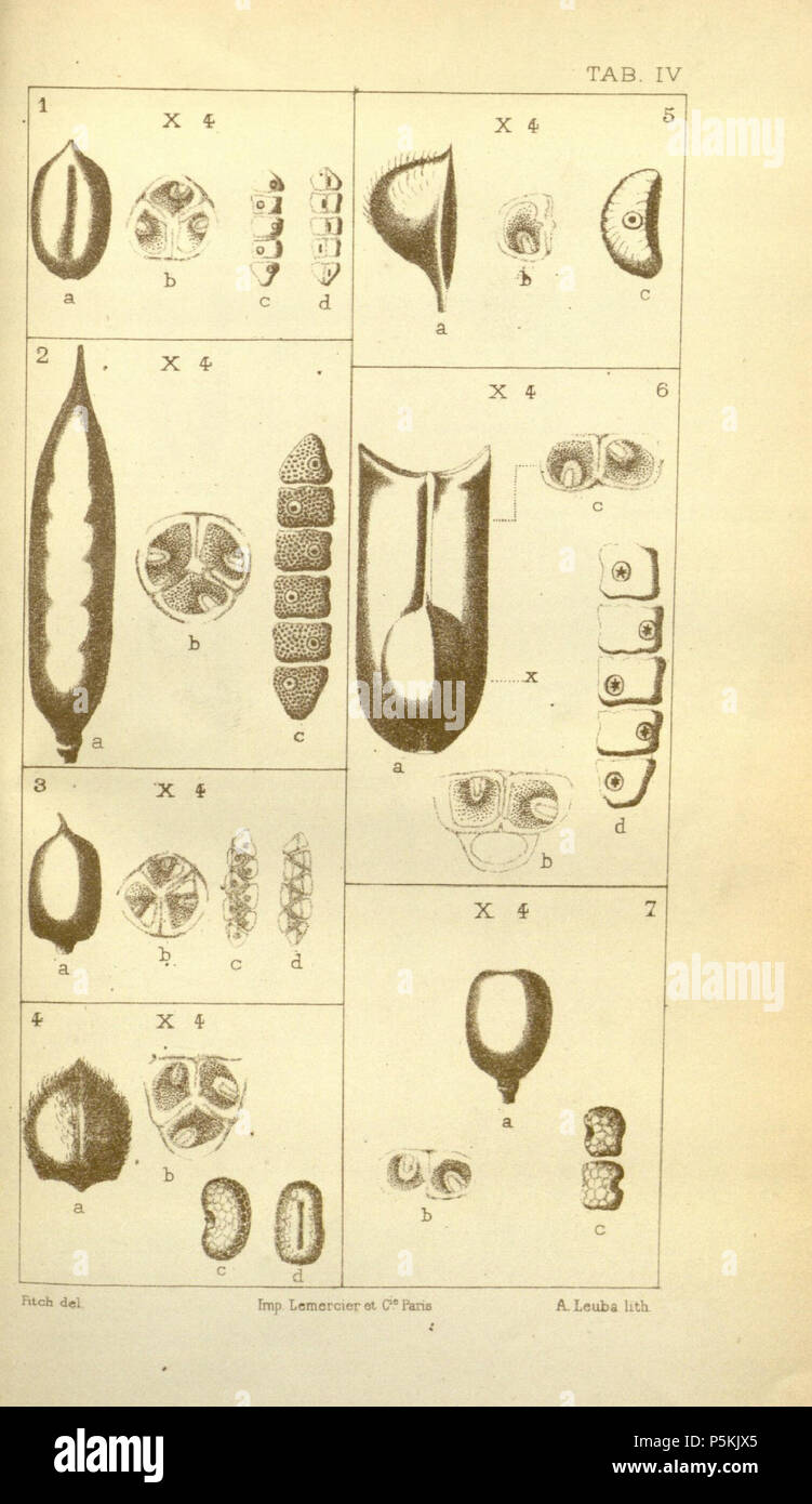 N/A. English: The capsules and seeds of various species of Aneilema Figure 1: Aneilema scapiflorum Figure 2: Aneilema thomsonii Figure 3: Aneilema ochraceum Figure 4: Aneilema protensum Figure 5: Aneilema monadelphum Figure 6: Aneilema aequinoctiale Figure 7: Aneilema ovatooblungum . 1881. C.B. Clarke in Alphonse Pyramus de Candolle; Lithography by A. Leuba 100 Aneilema Fruits in CB Clarke's Monographiae Phaneorogamarum, Tab 7 Stock Photo