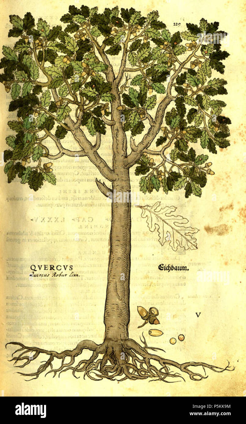 Кипарис ботаническая иллюстрация. Ботаническая иллюстрация дерево яблоня. Botanical collection деревья. Деревья ботаника. Тропические растения.