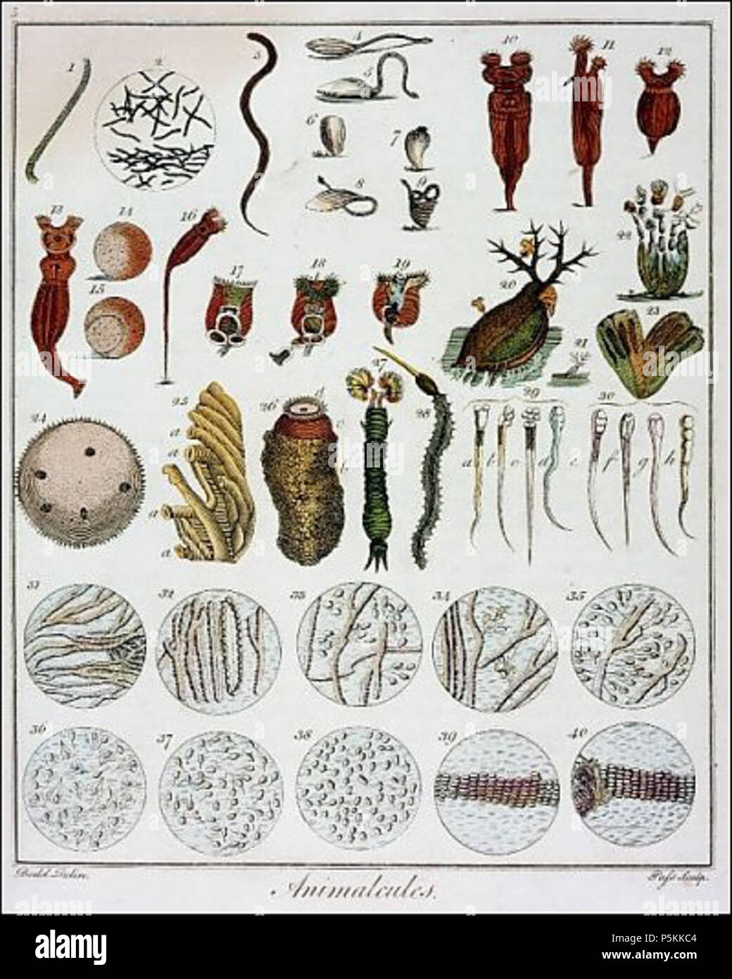 N/A. English: 'Animalcules' observed by Anton van Leeuwenhoek, c1795. 1795. Anton van Leeuwenhoek 103 Animalcules observed by anton van leeuwenhoek c1795 1228575 Stock Photo