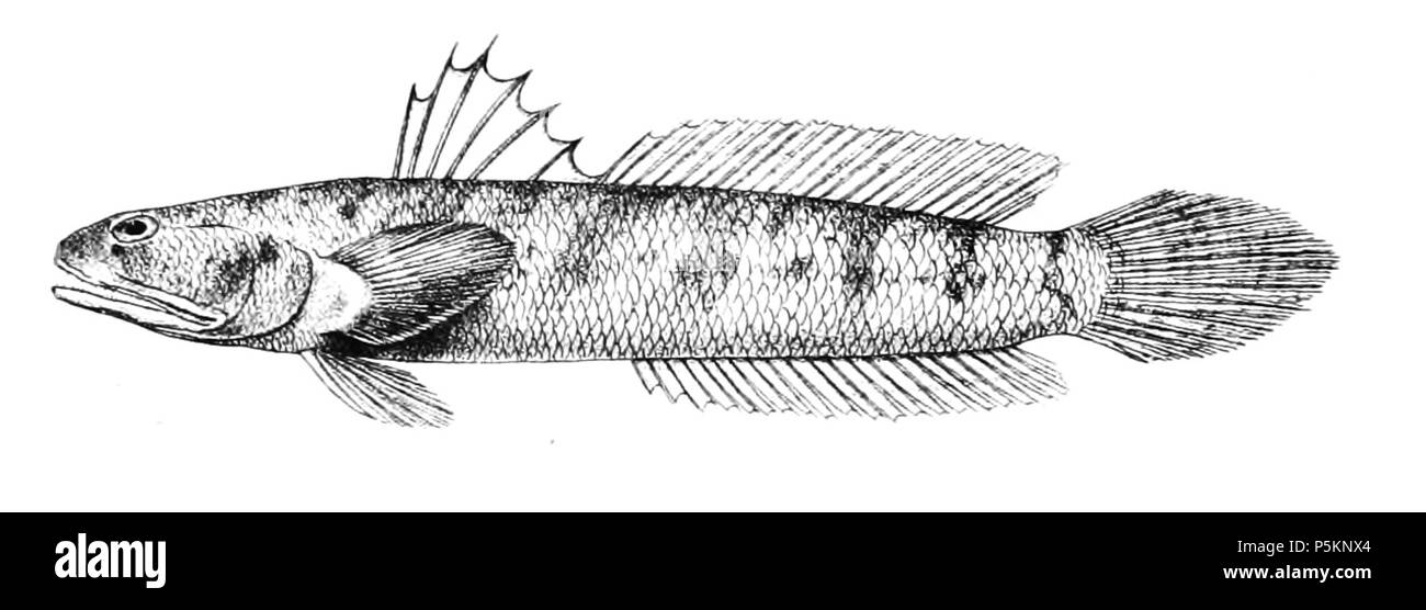 N/A. Apocryptes madurensis syn. A. bleekeri The species names / identity need verification. The original plates showed the fishes facing right and have been flipped here. Apocryptes bleekeri . 1878.   George Henry Ford  (1808–1876)    Alternative names G. H. Ford  Description artist  Date of birth/death 20 May 1808 1876  Location of birth/death Cape Colony London  Authority control  : Q17105498 VIAF:317102730 LCCN:n2015185868 WorldCat 114 Apocryptes bleekeri Ford 64 Stock Photo