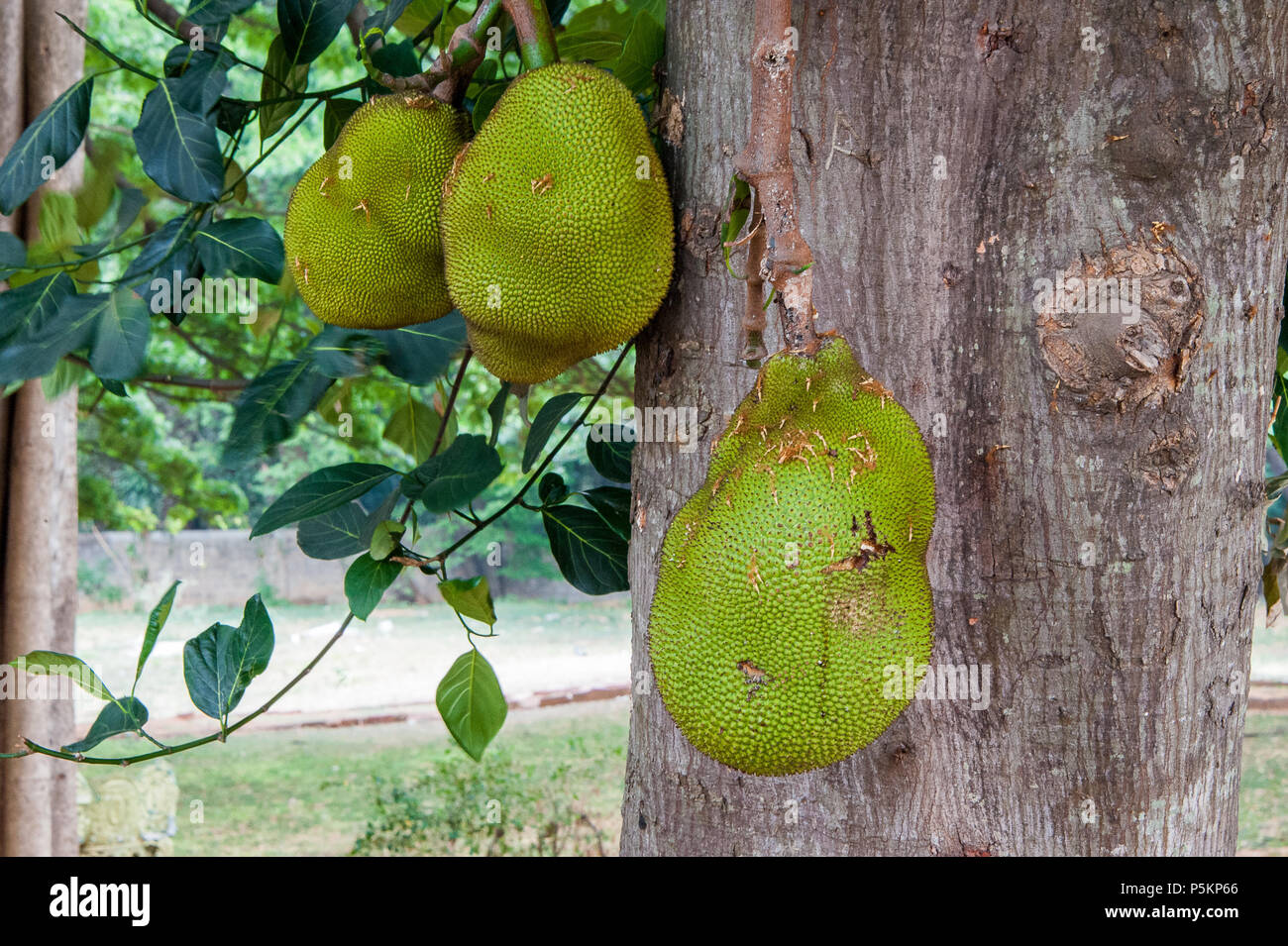 Jackfruit or Jack Tree (Artocarpus heterophyllus) with young green