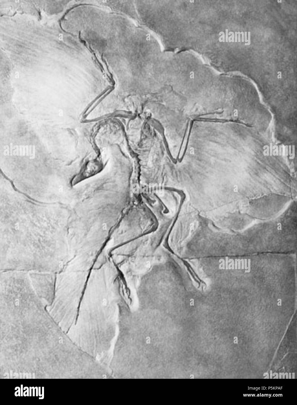 Archaeopteryx siemensii Black and White Stock Photos & Images Alamy