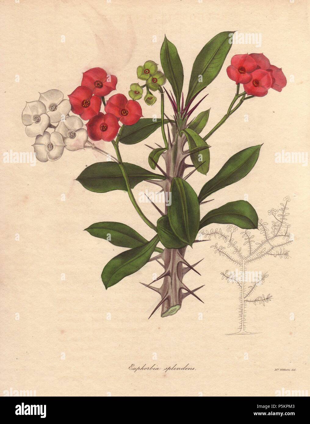 Euphorbia milii. . The crown of thorns (or christ plant) is a species of spurge native to Madagascar. It takes its name from the thorny stems and small crimson florets. . . Augusta Innes Withers (17931877): Augusta Baker, a clergyman's daughter, lived and worked in London all her life. She married an accountant, Theodore Withers, 20 years her senior, and gave lessons in flower painting. She became Flower Painter in Ordinary to Queen Adelaide. During the 1830s and 40s, she drew for books and magazines such as Lindley's Pomological Magazine, Curtis's Botanical Magazine, and Transactions of the  Stock Photo
