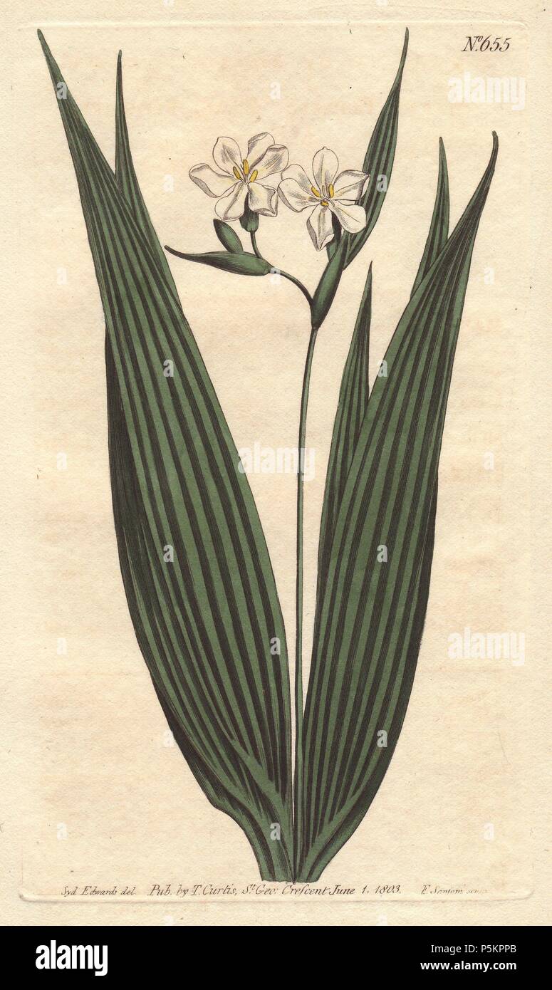 Small-flowered marica with white flowers and vivid striped green spear-shaped leaves. A native of Cayenne, Jamaica and the west Indies.. . Marica plicata. . Handcolored copperplate engraving from a botanical illustration by Sydenham Edwards from William Curtis's 'Botanical Magazine' 1803. Stock Photo