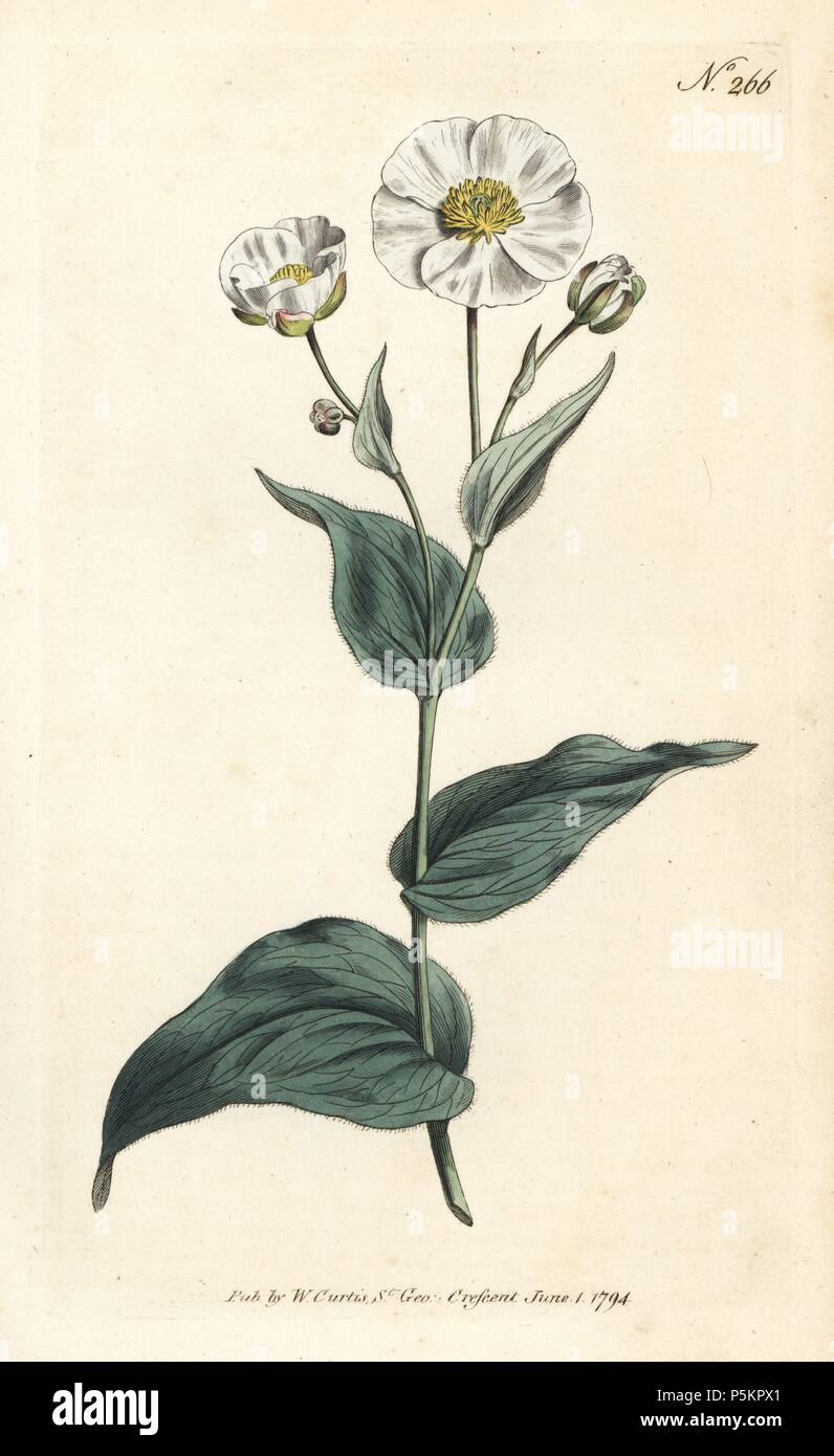 Clasping buttercup or plantain-leaved crowfoot, Ranunculus amplexicaulis. Handcoloured copperplate engraving from William Curtis' Botanical Magazine, London, 1794. Stock Photo