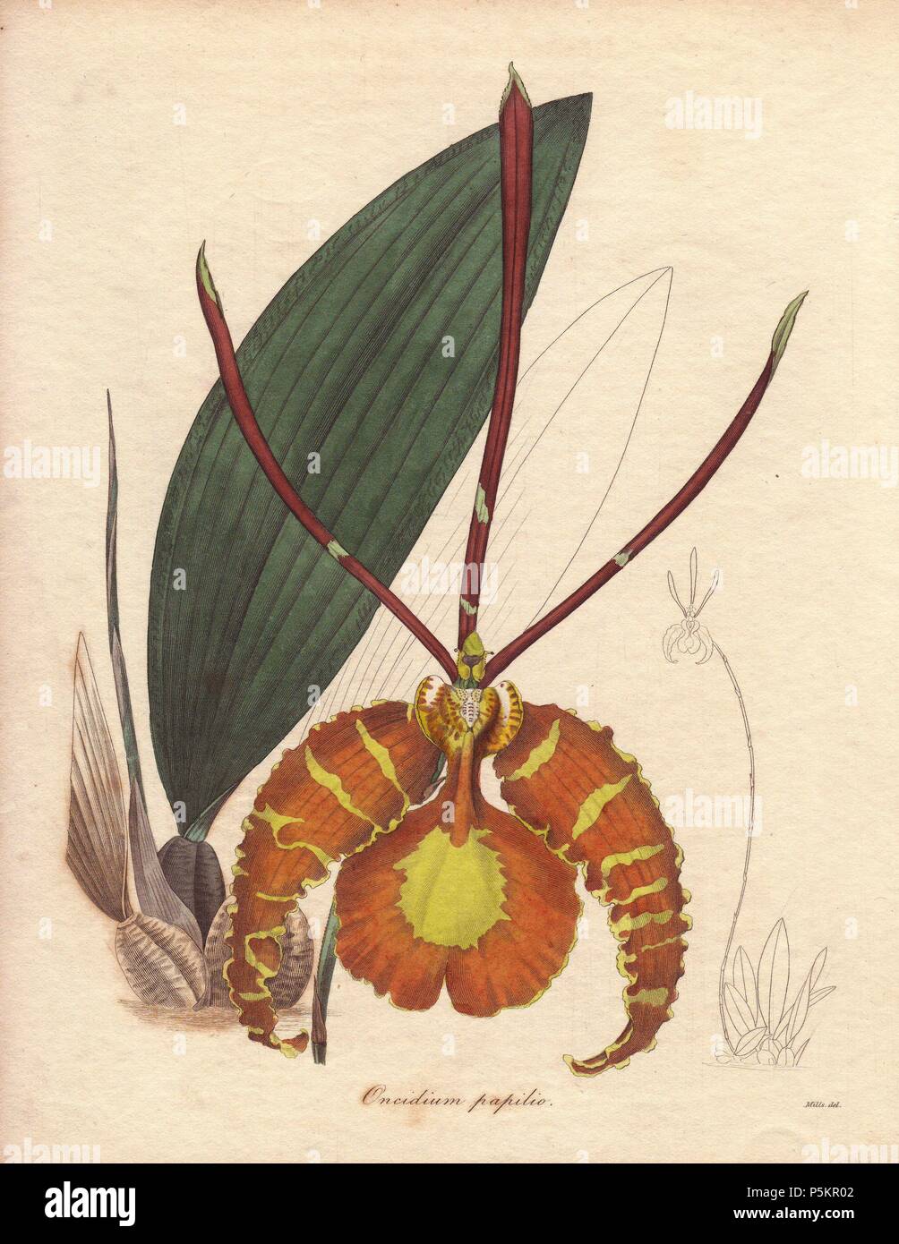 Psychopsis papilio or butterfly orchid is a native of South America and Trinidad with large yellow and reddish-brown flowers. . . Illustration by Miss R. Mills (active 1836~1842): she was also the main illustrator for Knowles and Westcott’s The Floral Cabinet (1837-1842). . . Benjamin Maund's The Botanist was a five-volume series that introduced 250 new plants from 1836 to 1842. The series is notable for its many female artists: the plates were drawn by Maund's daughters Sarah and Eliza, Augusta Withers, Priscilla Bury, Jane Taylor, Miss R. Mills among others. The other characteristic is parti Stock Photo