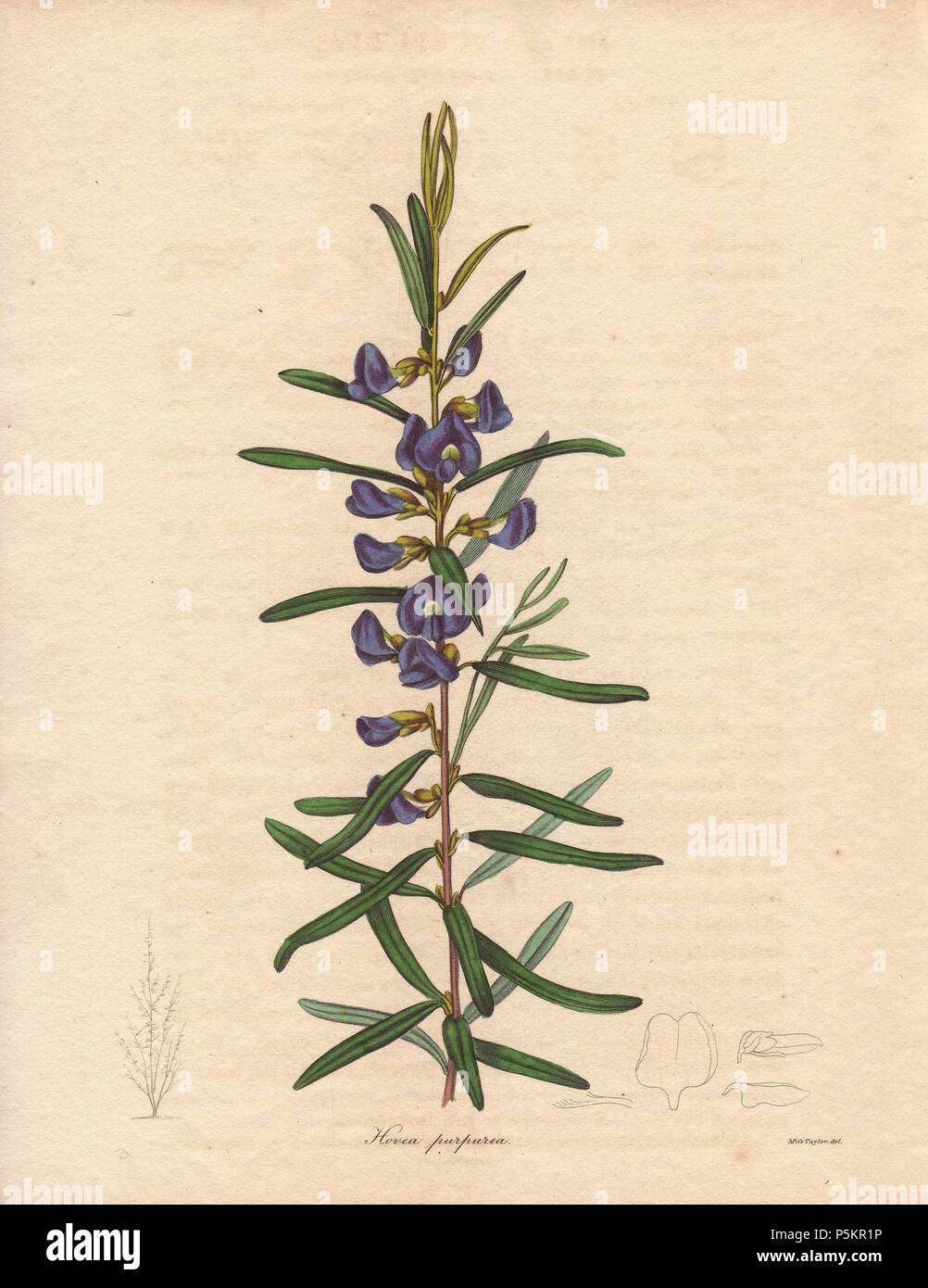 Hovea purpurea. . Purple hovea . . Miss Jane Taylor (active 18361842) was a painter of still lives and contributor of flower drawings to the Society of British Artists in London.. . Benjamin Maund's The Botanist was a five-volume series that introduced 250 new plants from 1836 to 1842. The series is notable for its many female artists: the plates were drawn by Maund's daughters Sarah and Eliza, Augusta Withers, Priscilla Bury, Jane Taylor, Miss R. Mills among others. The other characteristic is partial colouring - many of the finely detailed copperplate engravings are left with part of the fl Stock Photo