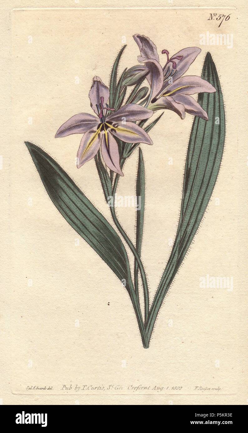 Sweet scented babiana with pale lilac flowers.. . Babiana plicata. . Handcolored copperplate engraving from a botanical illustration by Sydenham Edwards from William Curtis's 'Botanical Magazine' 1802. Stock Photo