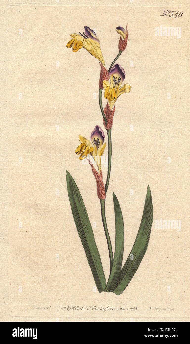 Ringent ixia with yellow, purple and brown flowers.. . Ixia bicolor. . Handcolored copperplate engraving from a botanical illustration by Sydenham Edwards from William Curtis's 'Botanical Magazine' 1802. Stock Photo