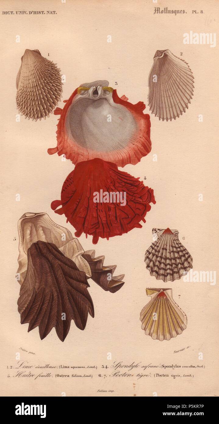 Variety of seashells including oysters (Ostrea), file clams (Lima