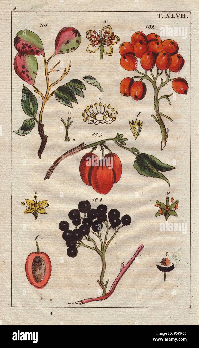 Fruit, blossom and leaves of the service, rowan and dogwood trees. Sorbus domestica, Sorbus aucuparia, Cornus mascula, Cornus sanguinea. Handcolored copperplate engraving of a botanical illustration from G. T. Wilhelm's 'Unterhaltungen aus der Naturgeschichte' (Encyclopedia of Natural History), Vienna, 1816. Gottlieb Tobias Wilhelm (1758-1811) was a Bavarian clergyman and naturalist in Augsburg, where the first edition was published. Stock Photo