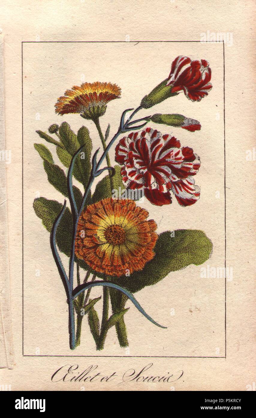 Carnation and marigold, Dianthus caryophyllus and Calendula officinalis. Handcolored stipple engraving from 'Le Jardinier Fleuriste, Dedie aus Dames par un Amateur' Chez Marcilly, Paris, 1818. The Florist Gardener was a gift book for ladies with charming miniature botanical bouquets in the style of Pancrace Bessa. Stock Photo