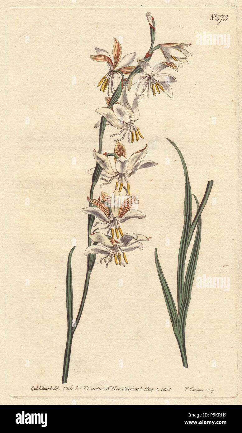 Nodding-flowered ixia with white, orange and yellow veined flowers.. . Ixia radiata . . Handcolored copperplate engraving from a botanical illustration by Sydenham Edwards from William Curtis's 'Botanical Magazine' 1802. Stock Photo