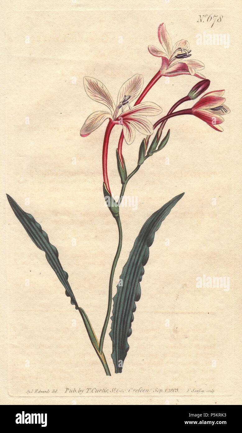 Curled-leaved tritonia with pink, crimson and white flowers. A native of South Africa.. . Tritonia crispa. . Handcolored copperplate engraving from a botanical illustration by Sydenham Edwards from William Curtis's 'Botanical Magazine' 1803. Stock Photo