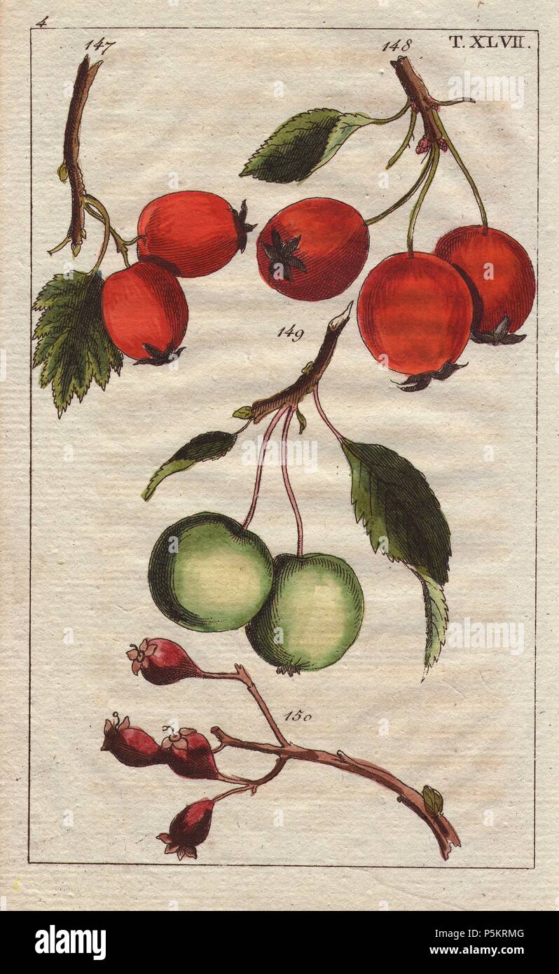 Fruit and leaves of the Azarole, scarlet hawthorn, cockspur hawthorn and Washington hawthorn. Crataegus azarolus, C. coccinea, C. crus galli, C. acerifolia, C. phaenopyrum. Handcolored copperplate engraving of a botanical illustration from G. T. Wilhelm's 'Unterhaltungen aus der Naturgeschichte' (Encyclopedia of Natural History), Vienna, 1816. Gottlieb Tobias Wilhelm (1758-1811) was a Bavarian clergyman and naturalist in Augsburg, where the first edition was published. Stock Photo