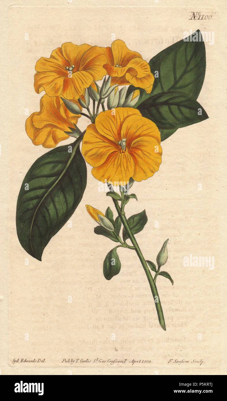 Yellow flax or three-styled flax with vivid yellow flowers. A native of India.. . Linum trigynum. . Handcolored copperplate engraving from a botanical illustration by Sydenham Edwards from William Curtis's 'Botanical Magazine' 1790-1800. Stock Photo